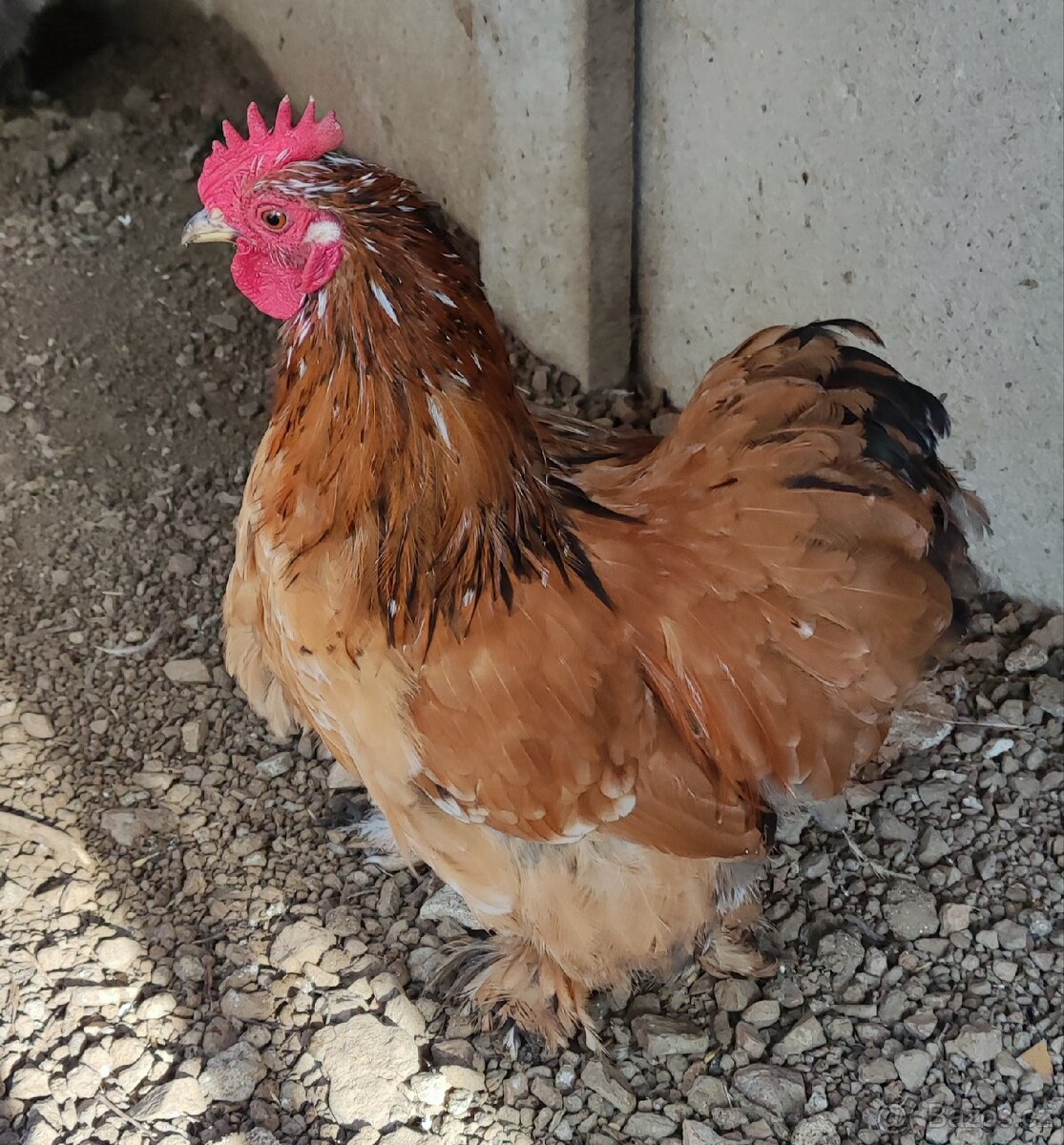 Kočinka zakrslá -kohouti - 2