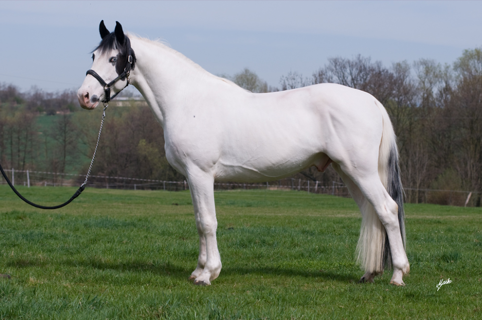 Připouštění Dragon Mist Goodshapes - 2