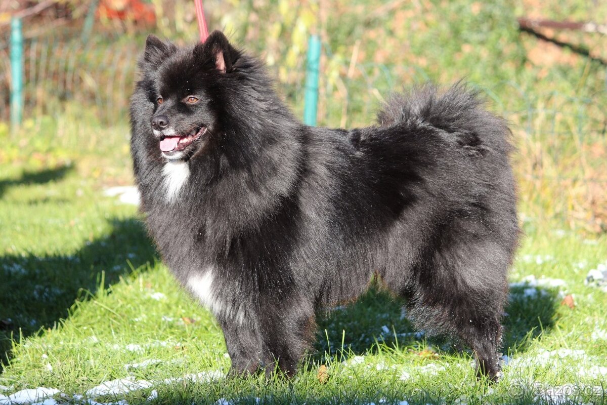 Velký černý špic s PP - očekáváme štěňátka - 2