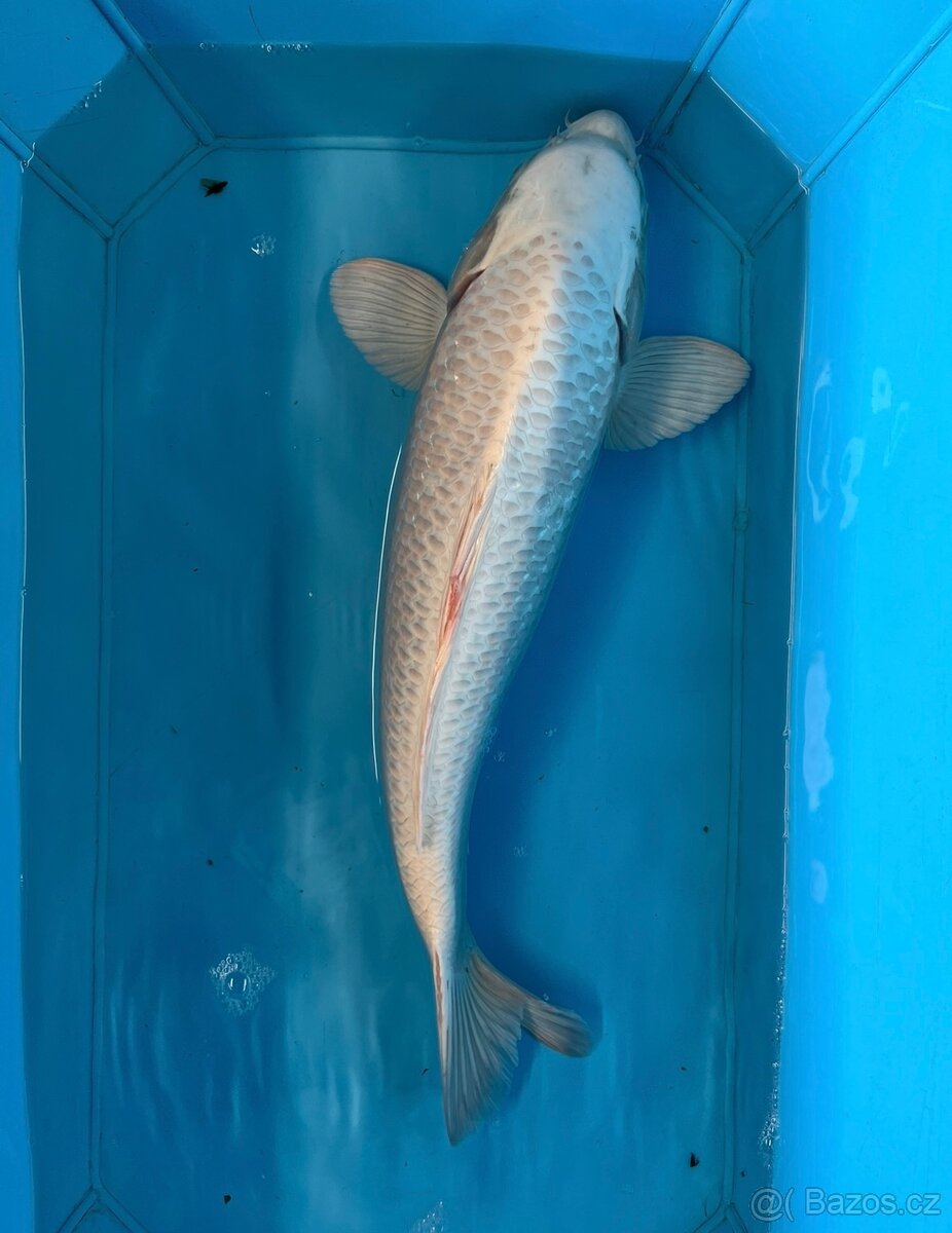 Koi kapr - 2