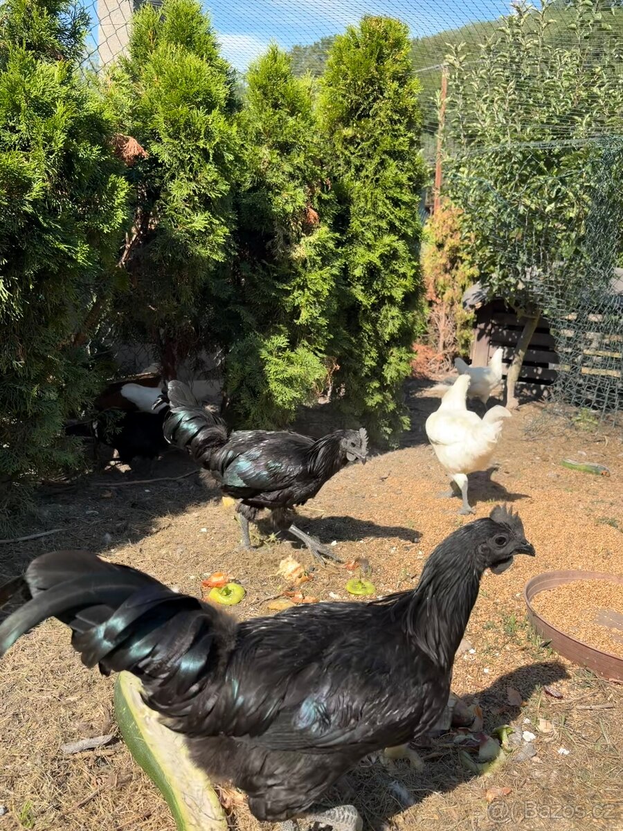 Kohout Ayam Cemani - 2
