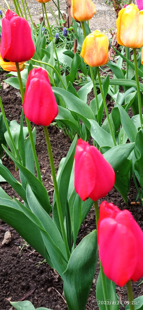 cibulky TULIPÁNŮ - viz text a fota - 2