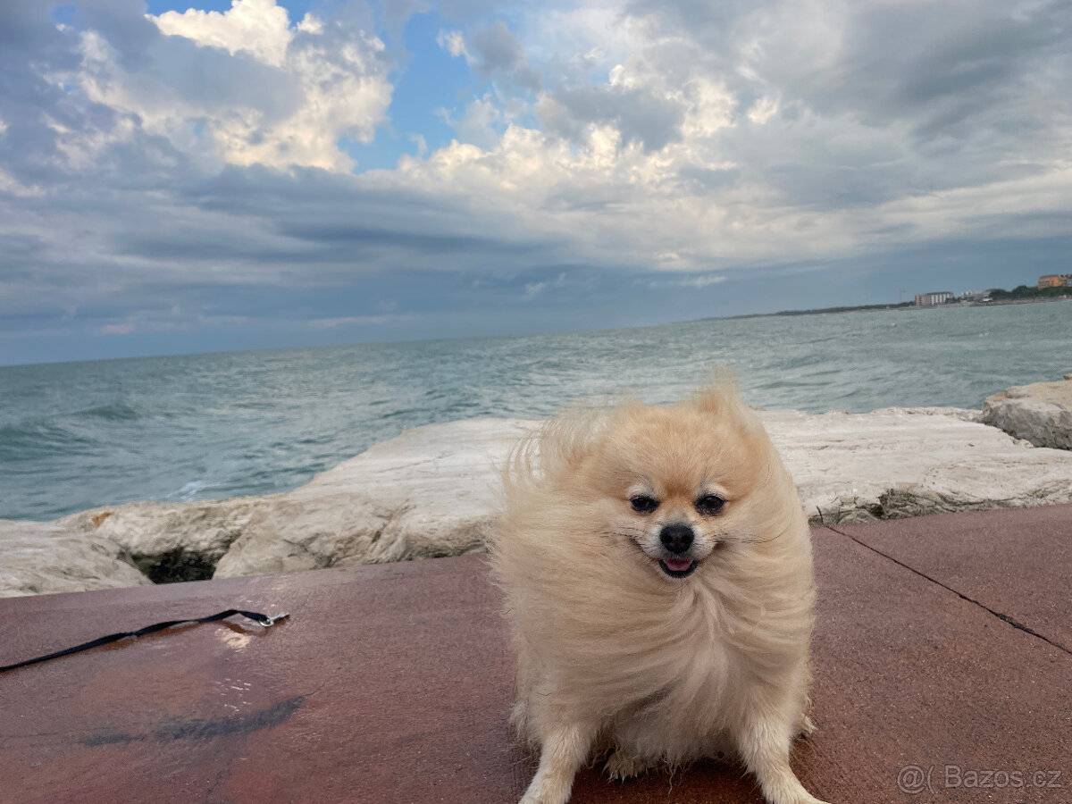 Hledáme nevěstu pro našeho krásného pomeraniana 🤍 - 2