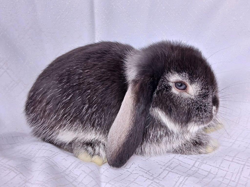 Zakrslí beránci a bílopesíkatí králíčci s rodokmenem - 2