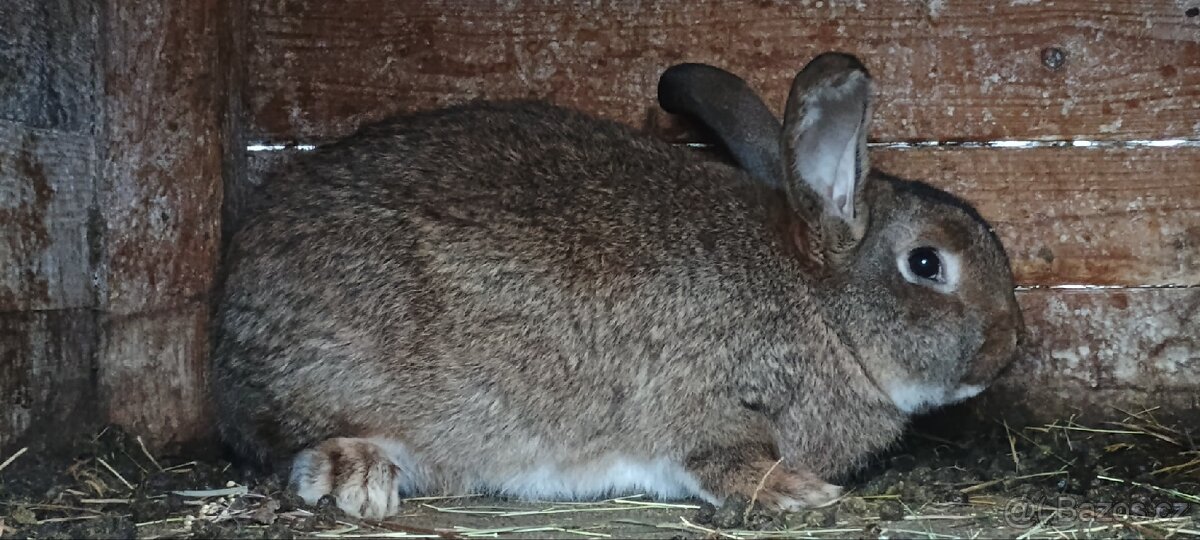 Nabízím králíky - 2