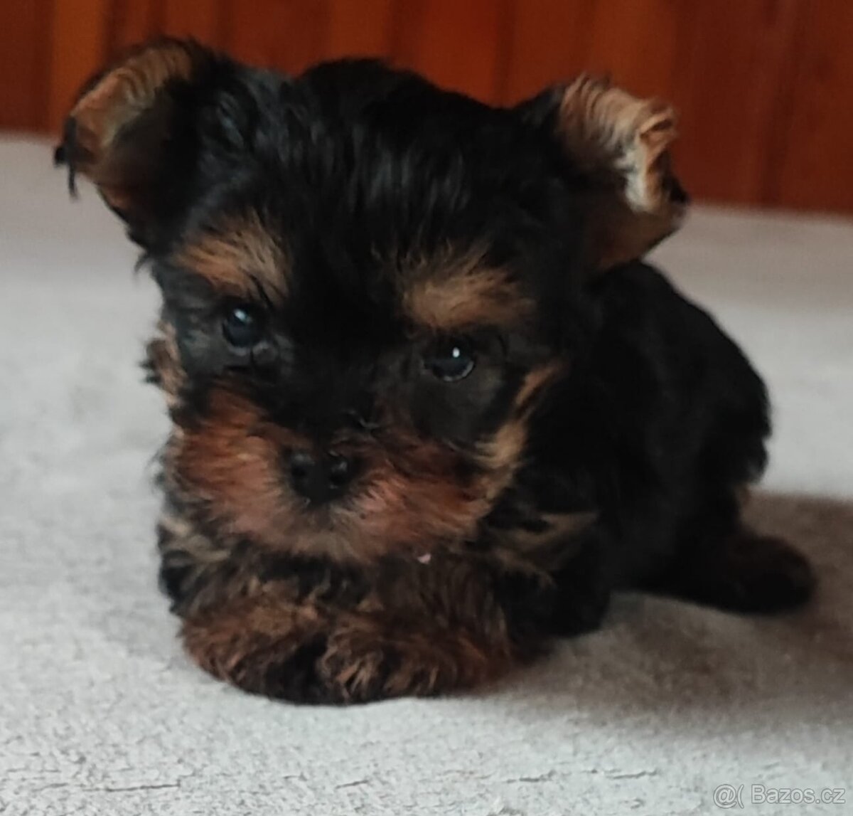 Jorkšírský teriér, kouzelná fenečka - 2