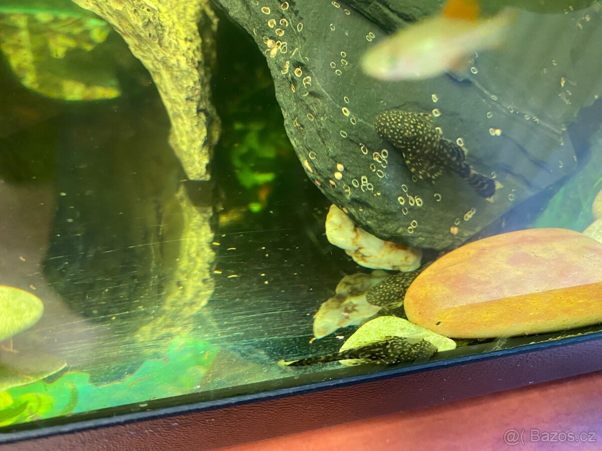 Ancistrus Krunýřovec - 2