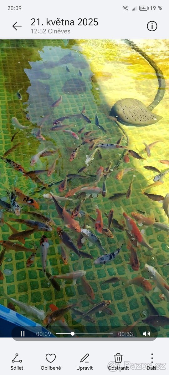 Prodej Koi kaprů 99Kč 15-18cm - 2