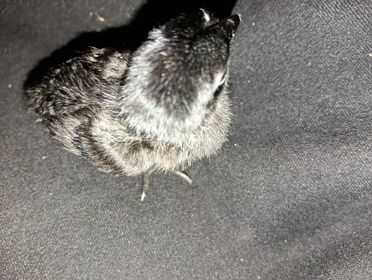 Kuřata Ayam cemani - 2