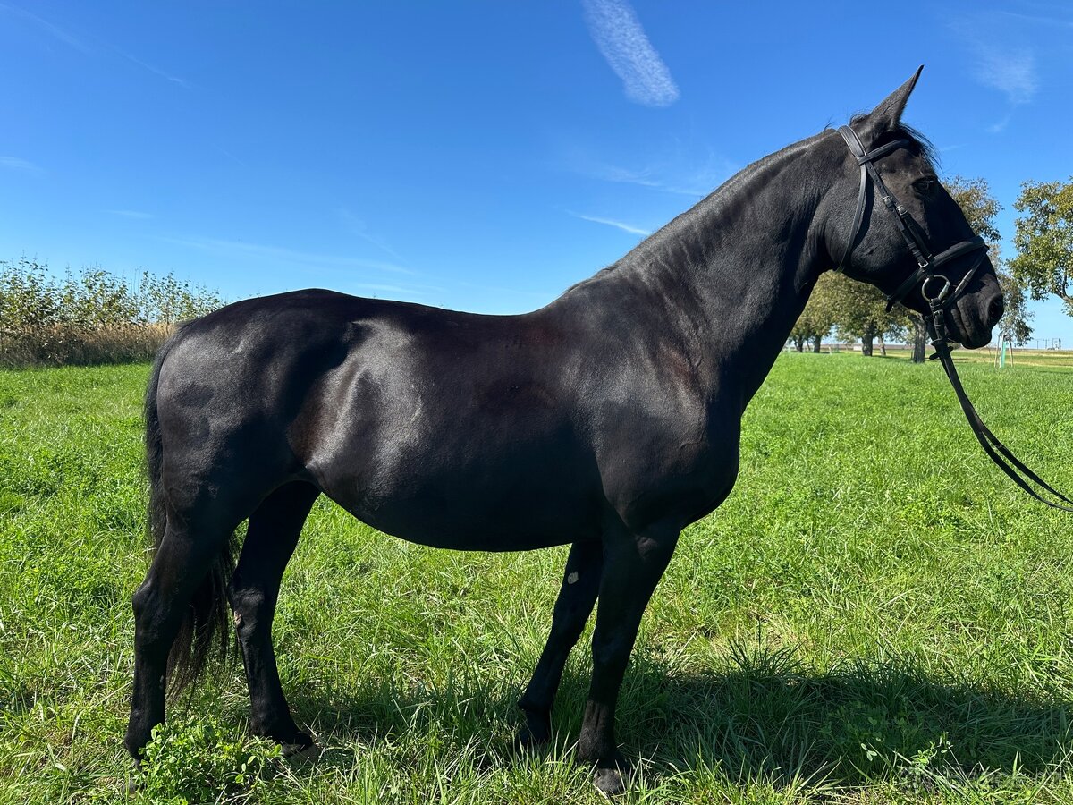 Starokladrubský vraník 14 let - 2