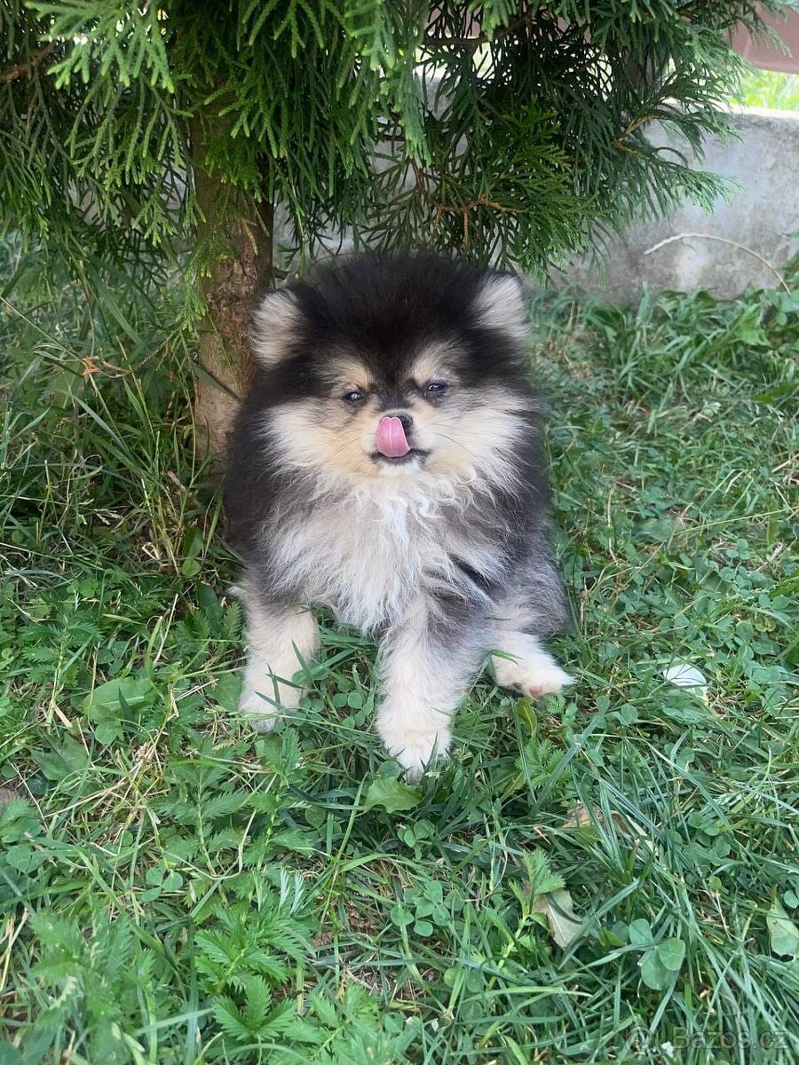 Pomeranian mini. - 2