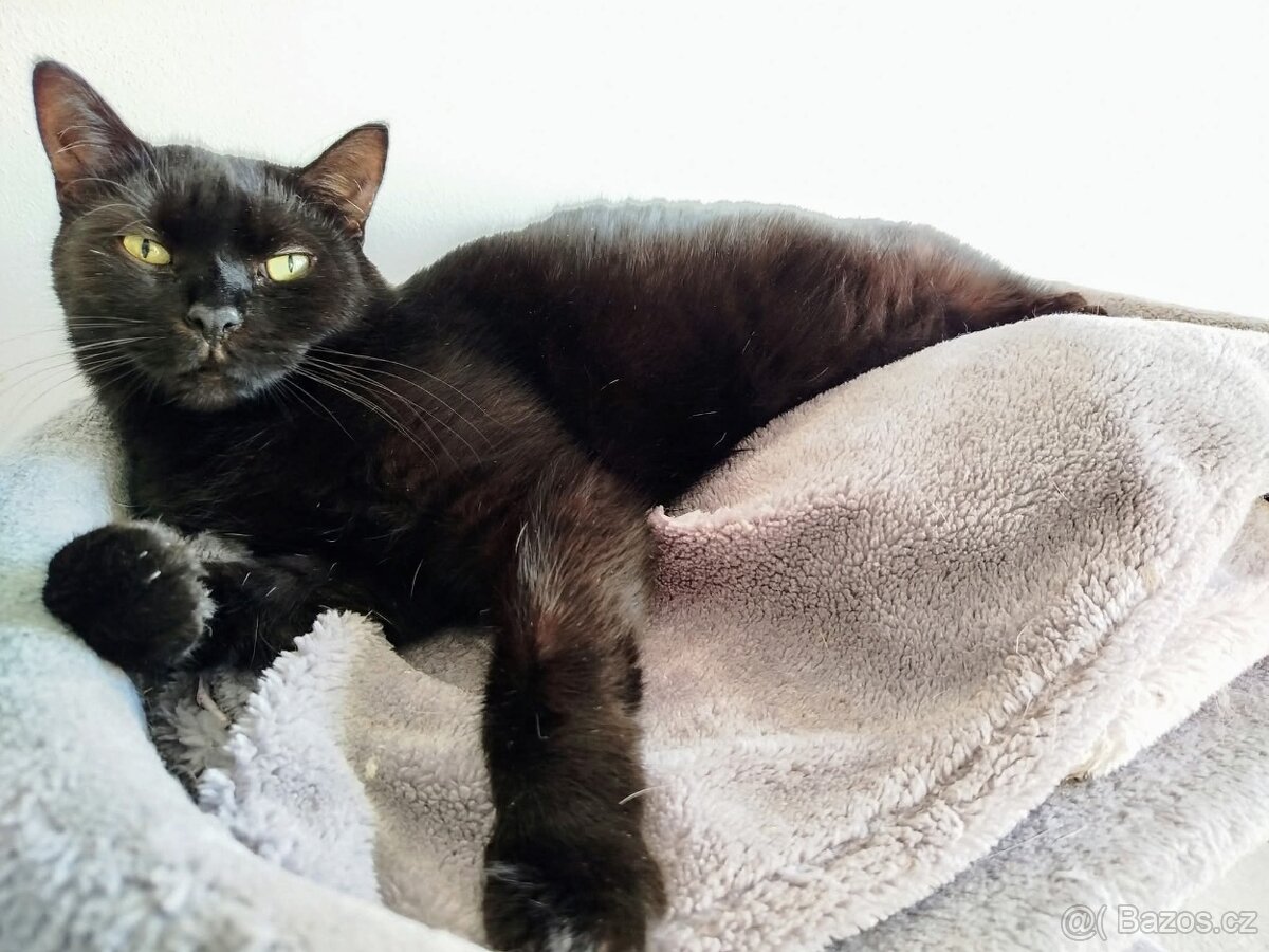 Kostík k adopci - 2