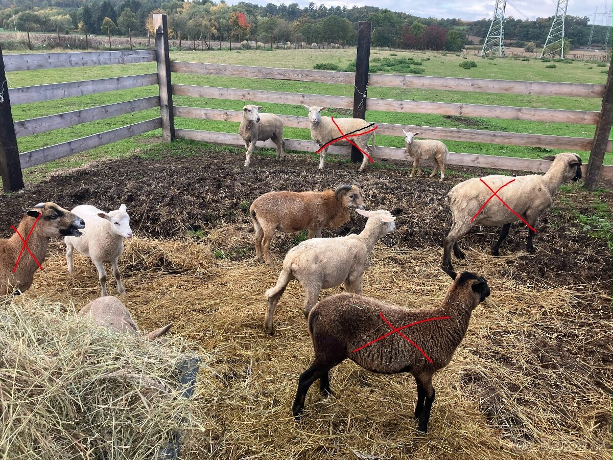 Ovce a berani různé, prodám nebo vyměním za seno - 2