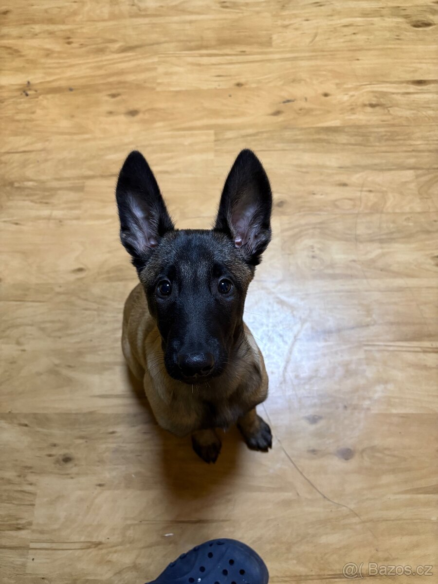 Belgický ovčák malinosi - 2