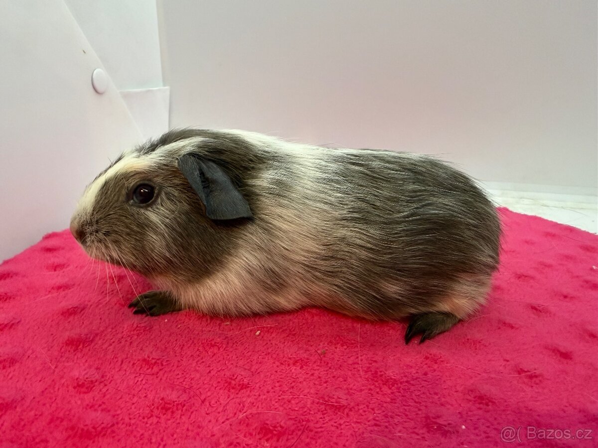 Morče crested sameček dalmatin aguti blue/bílá s PP - 2