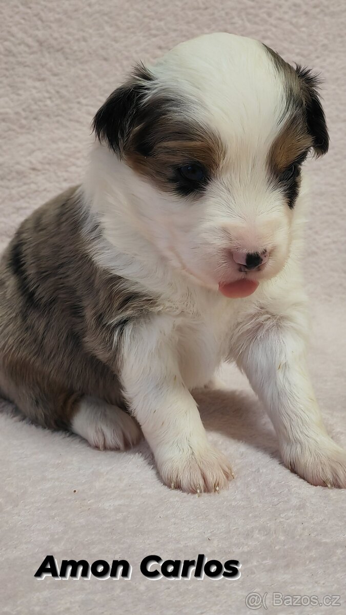 Štěňata Miniaturní americký ovčák s PP - 2