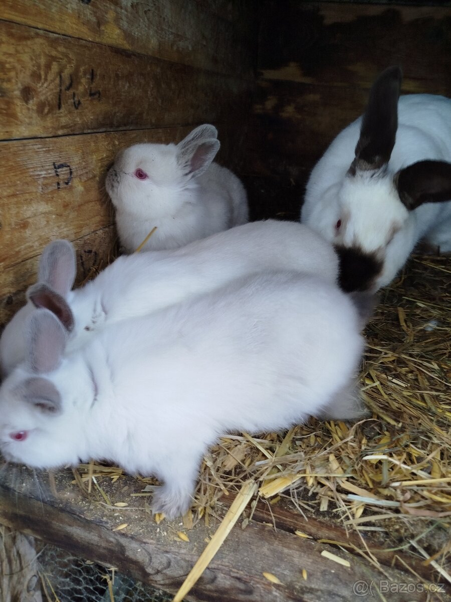 Kal Hav x VSS a Kal Hav králíčci - 2
