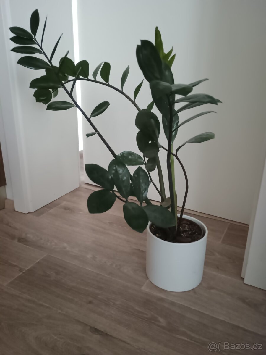 Zamiokulkas vyzvednutí v Praze - 2