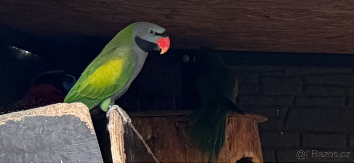 Alexandr Čínský 1.0 chovný samec 23 - 2