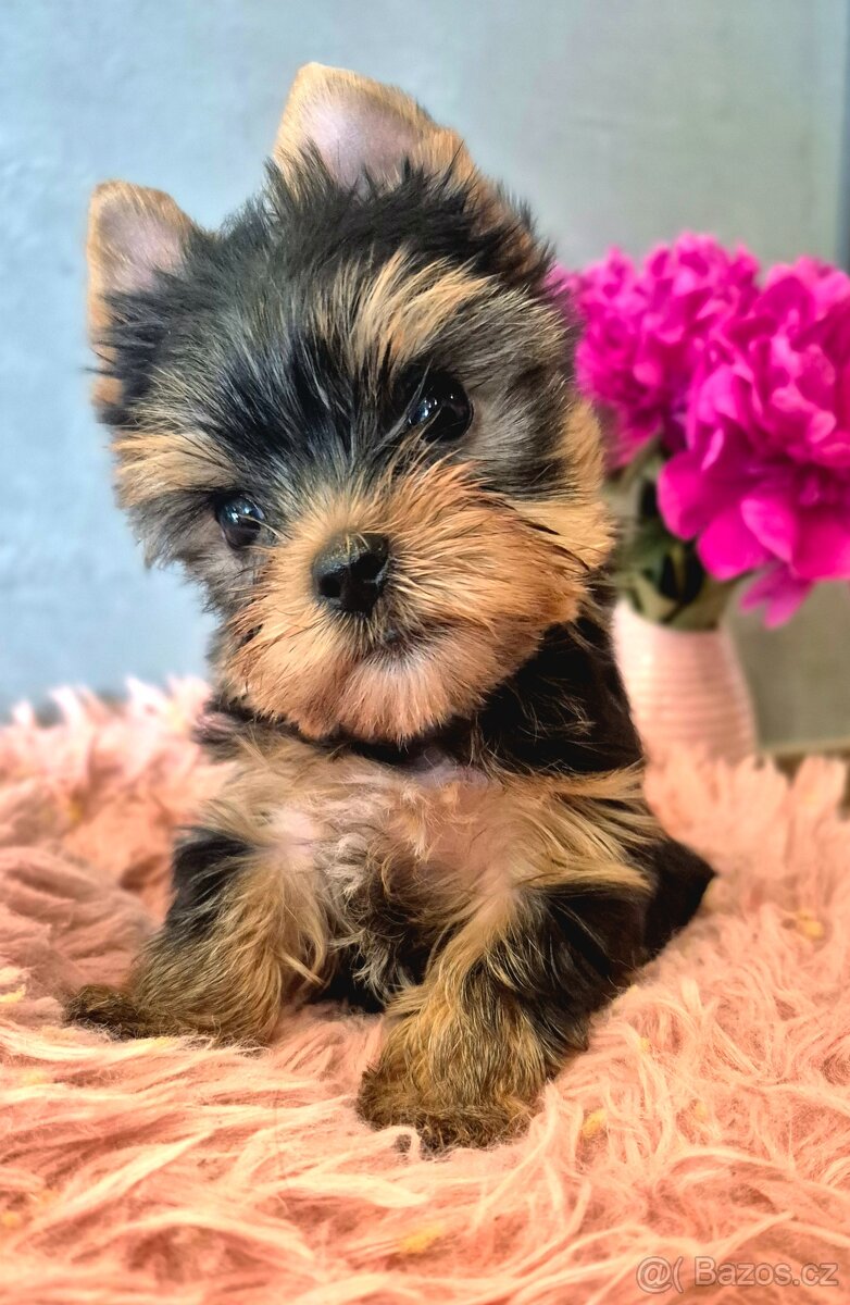 Jorkšírský terier, štěňátka s PP FCI - 2