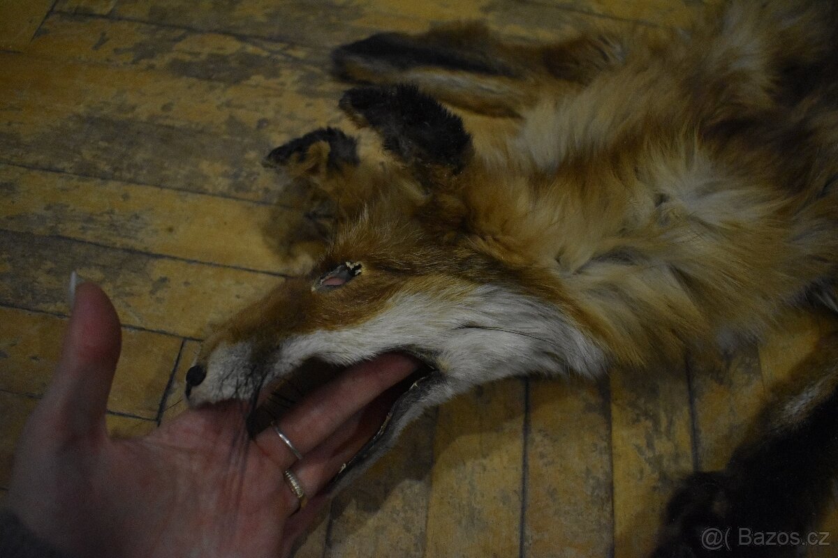 Kožešina liška - 2