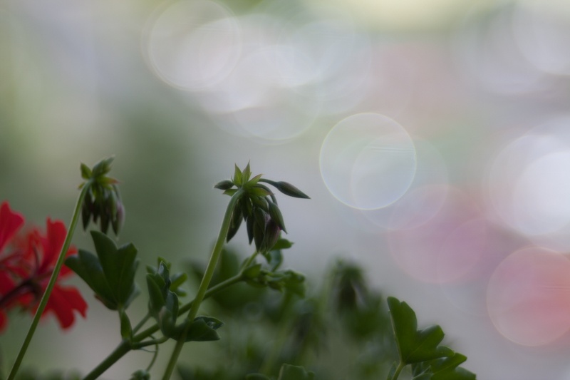 Meyer Optik Görlitz Trioplan 100 f2,8 (bajonet Sony E) - 2