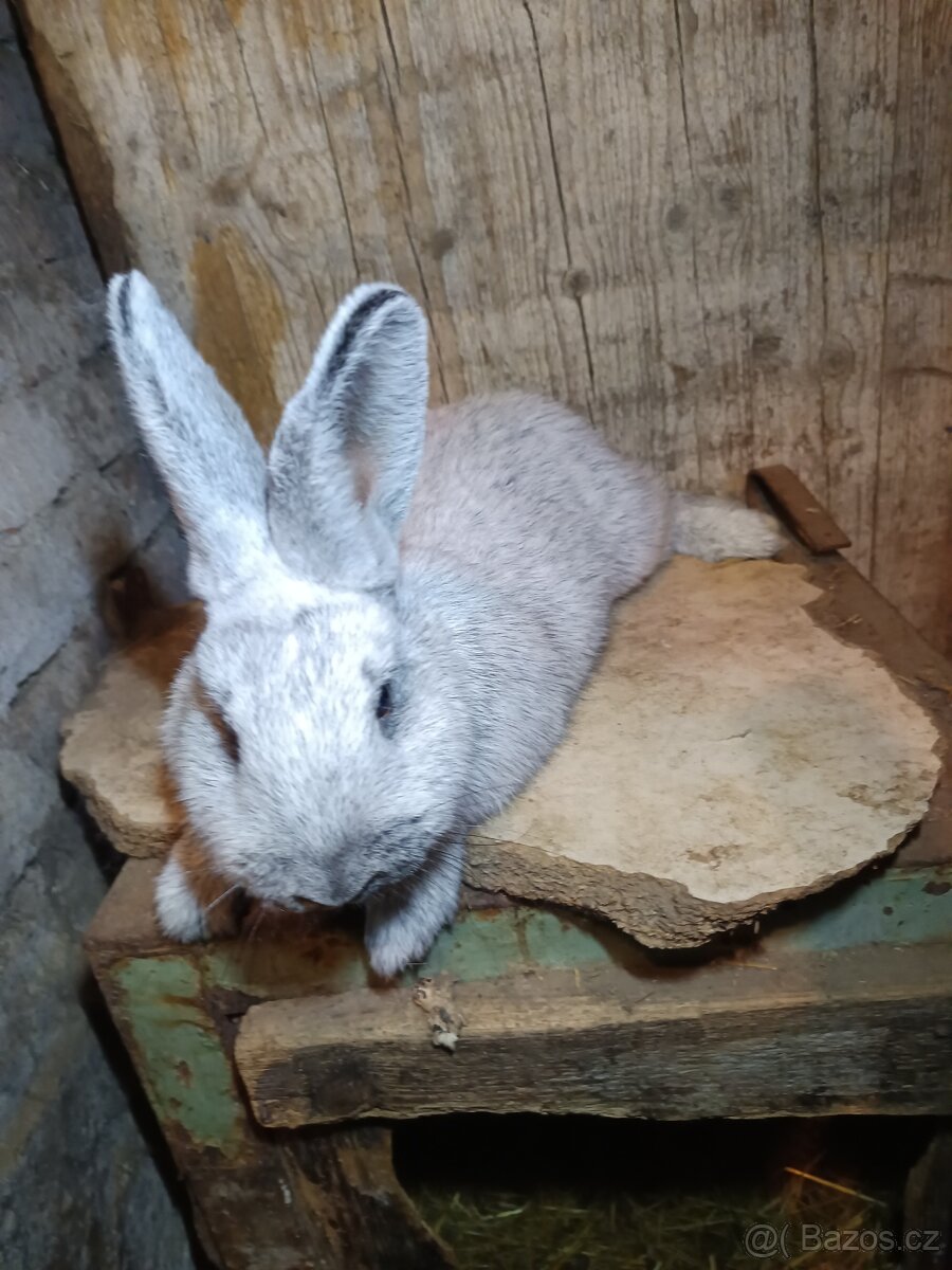 Králík VSS (velký světlý stříbřitý) - 2