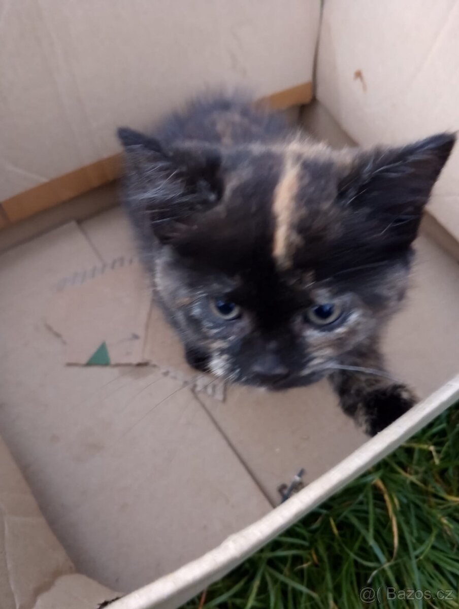 Daruji koťátka - 2