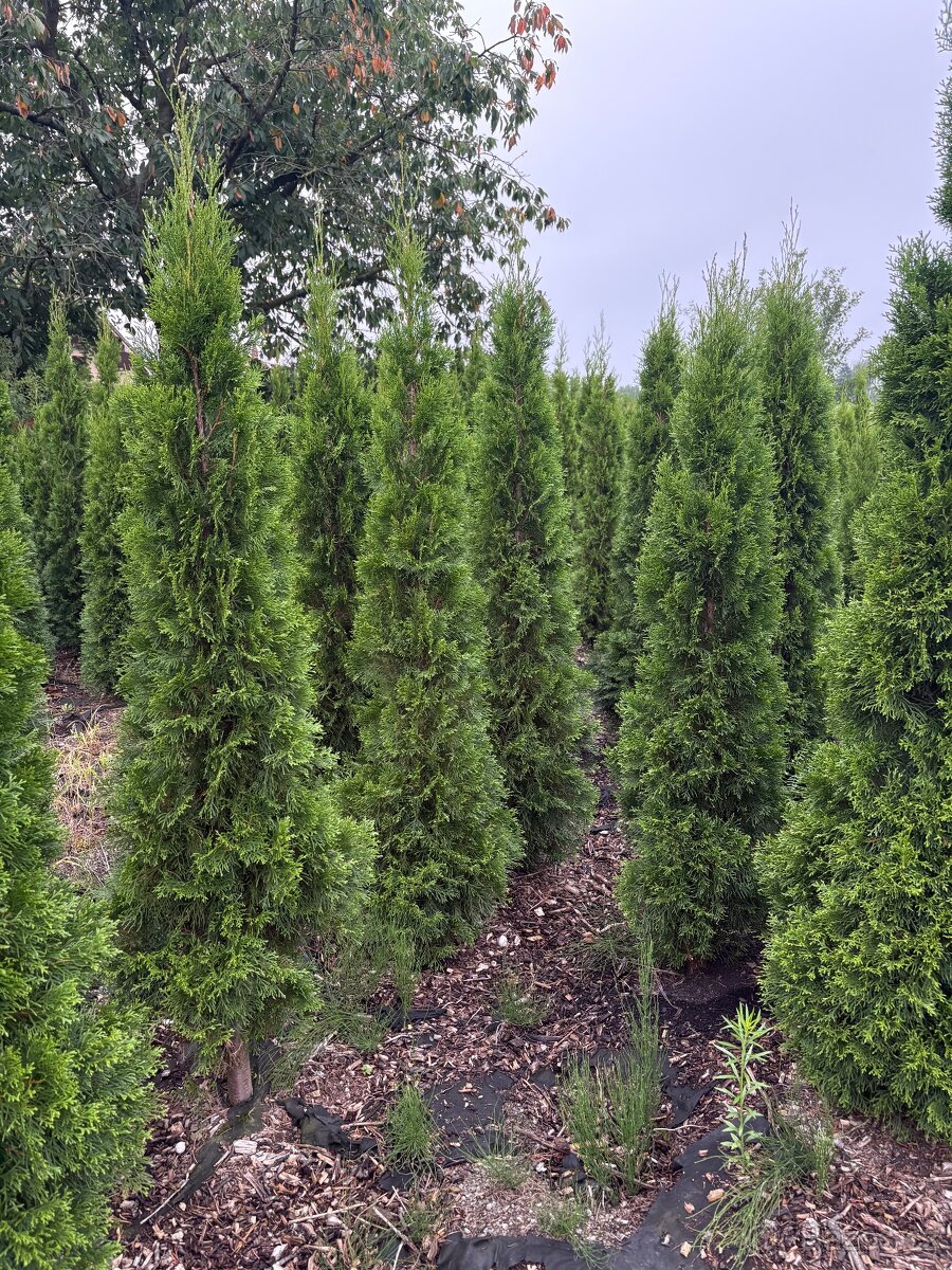 Stromy Smaragd tuje - 2