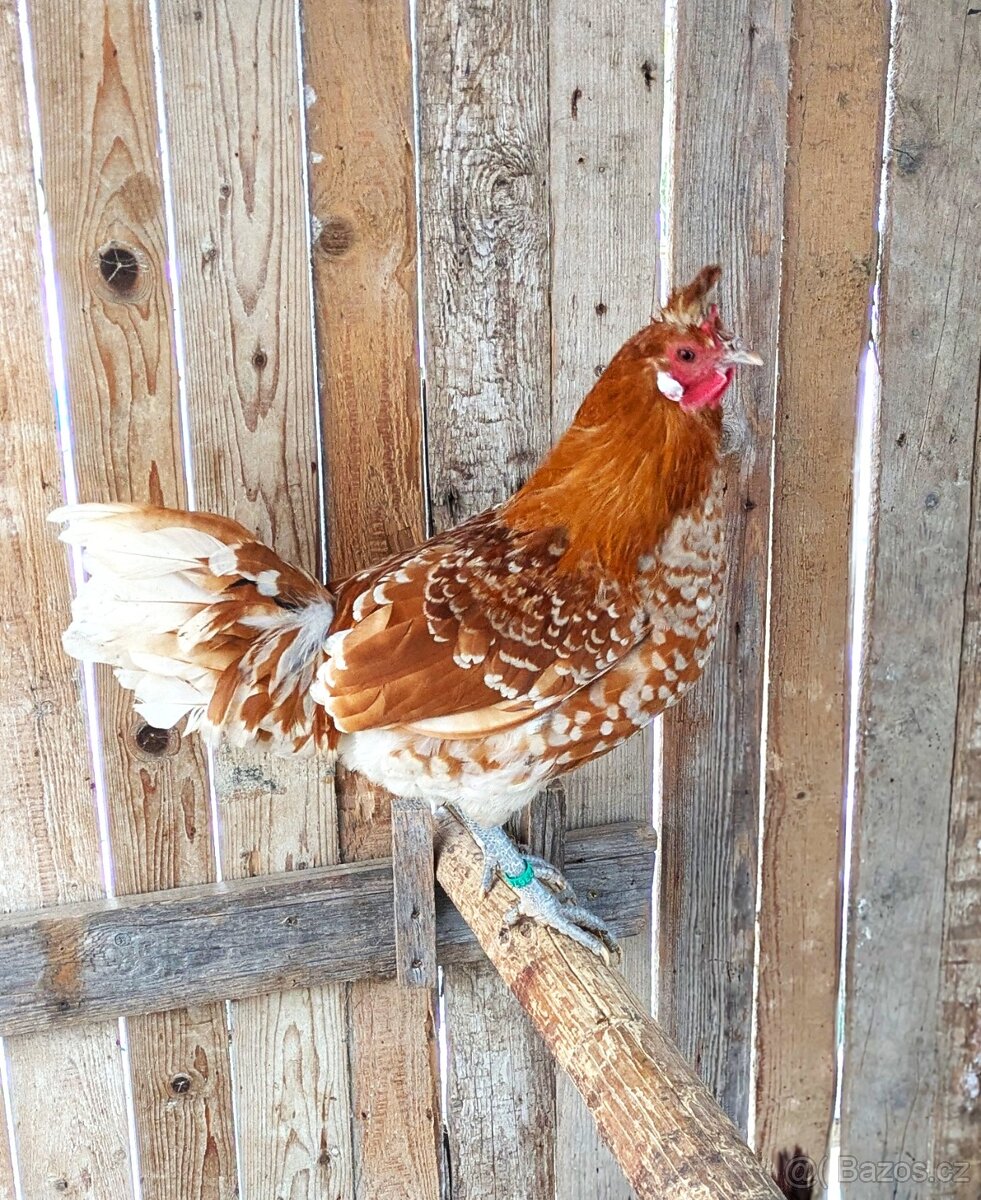 APPENZELLSKÝ CHOCHOLÁČ - 2