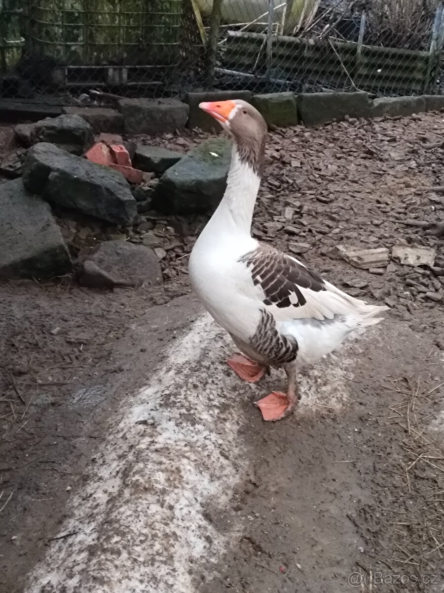 Husa pomořanská - 2