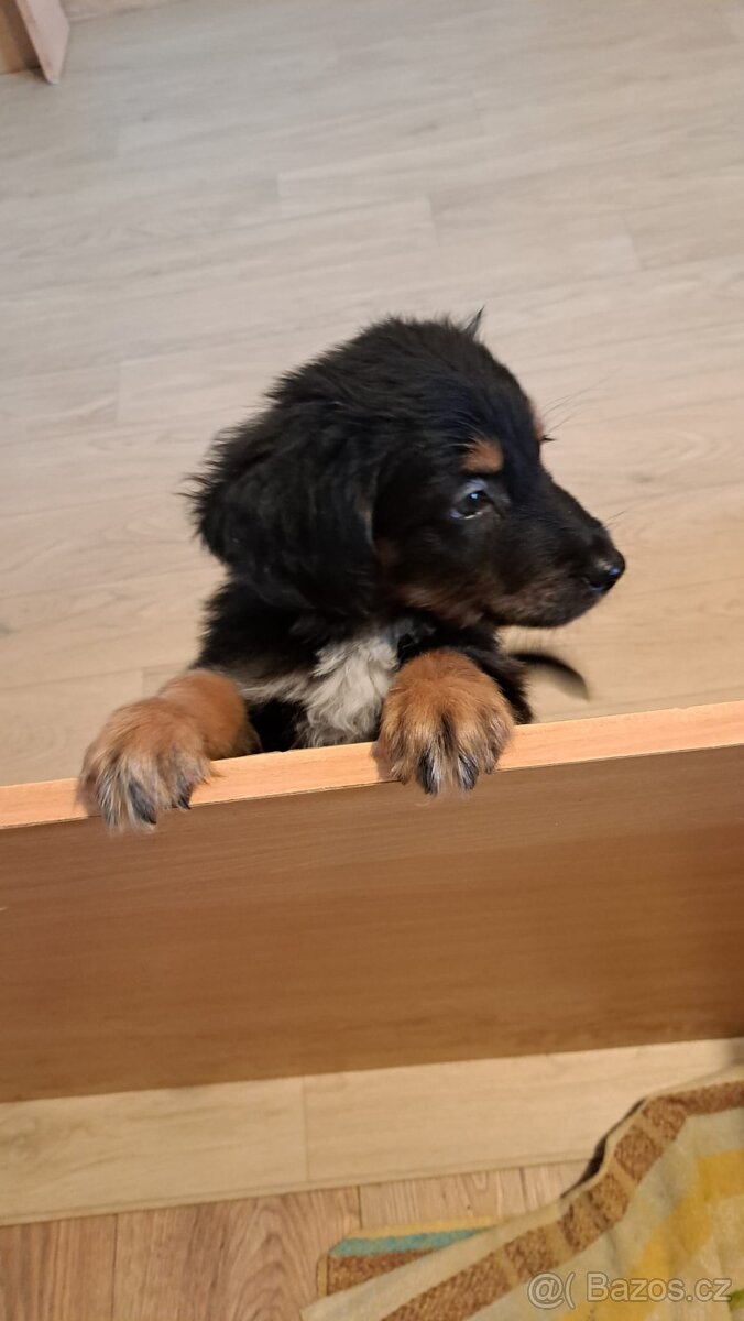 Hovawart - štěňata - 2