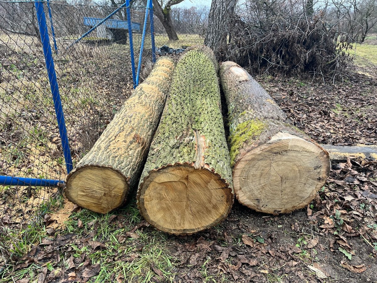Dubová kulatina - 2