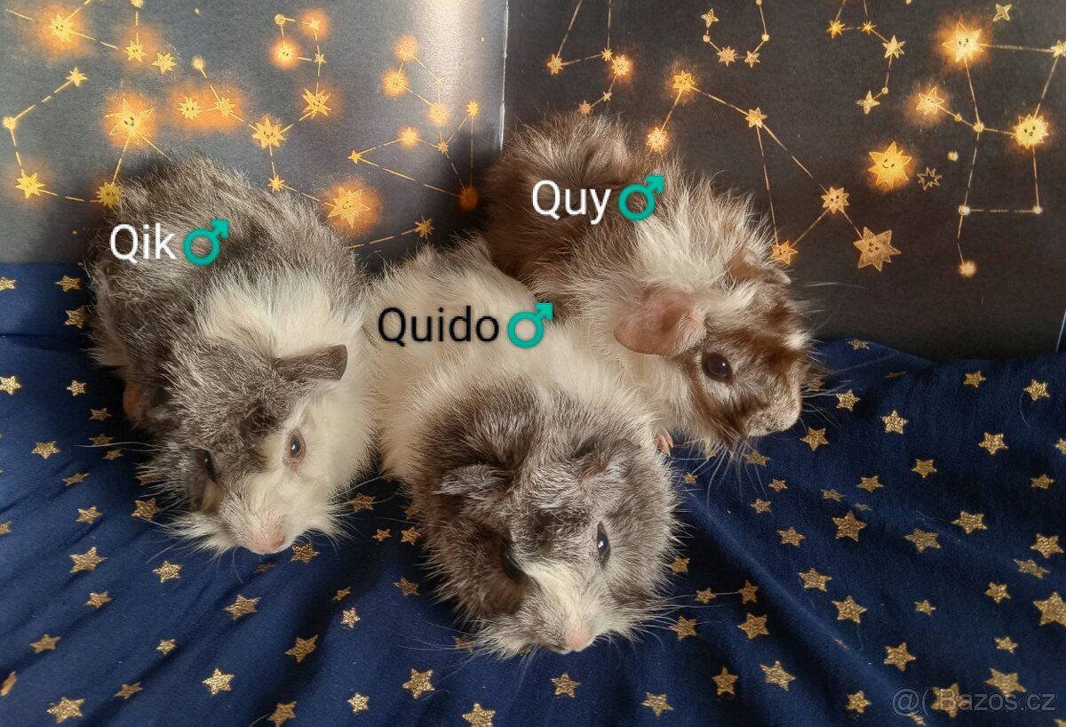 Morčátka CHS Z Hvězdné Liberec - 2