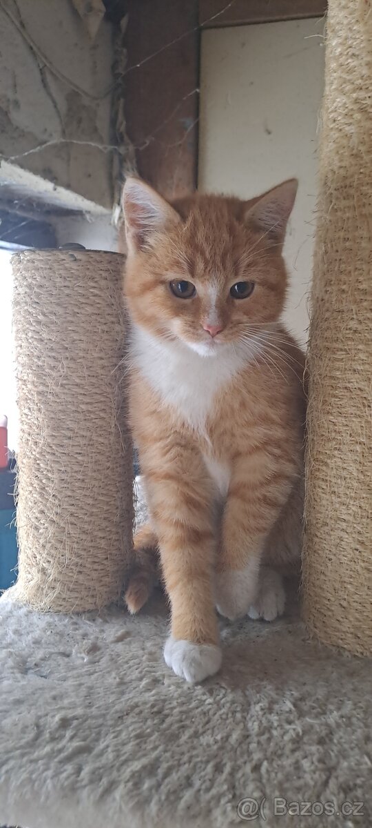 Koťátka - 2