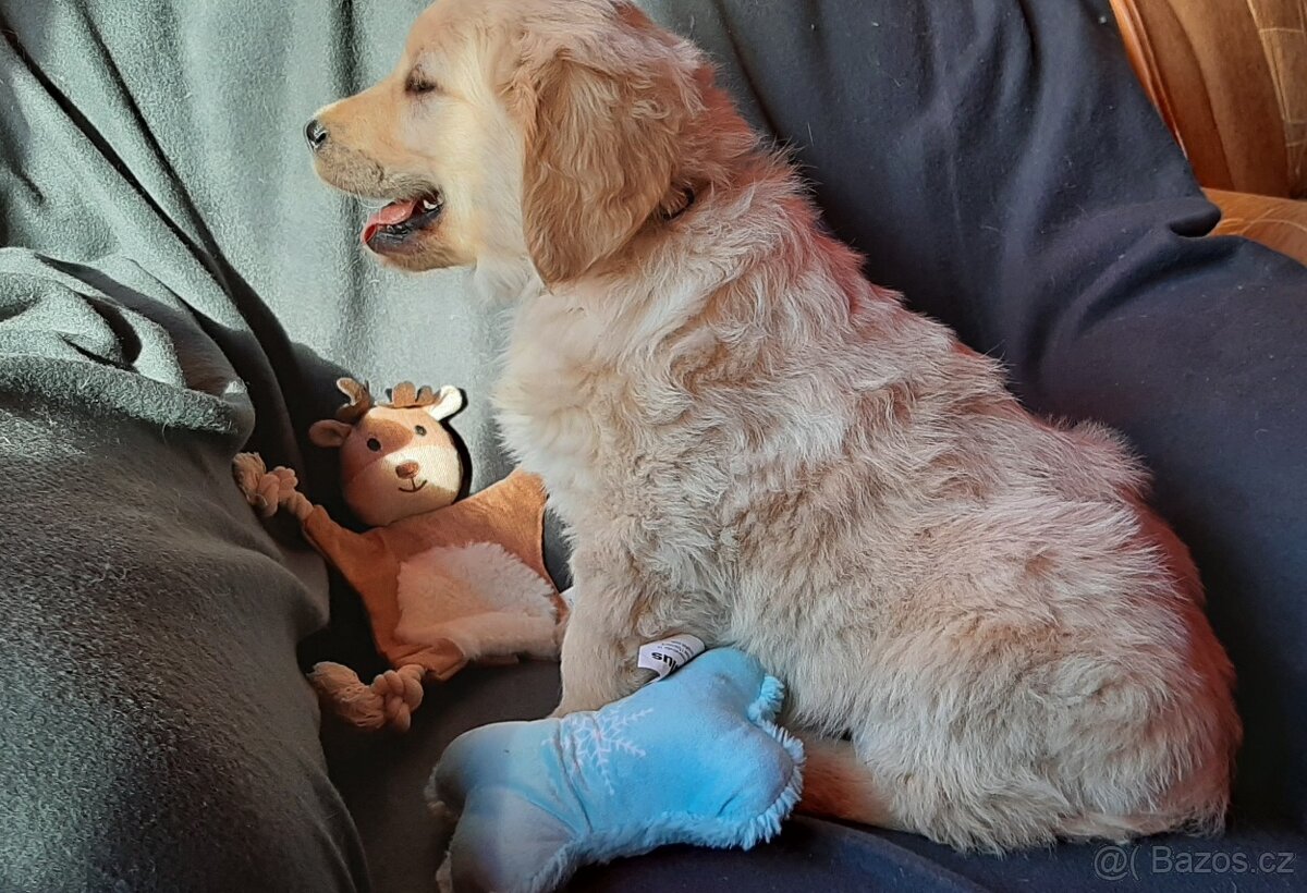 Zlatý retriever, zlatý retrívr - štěňata - 2