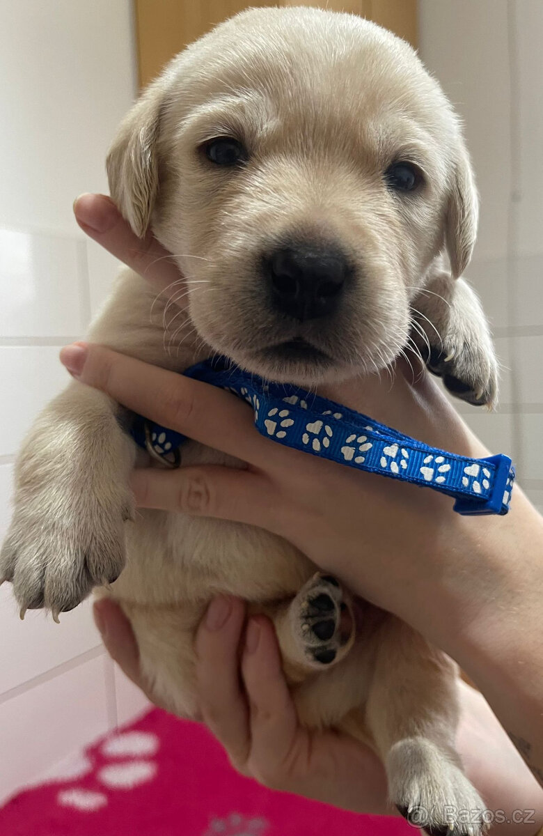 Světlá štěňátka s průkazem původu - 2