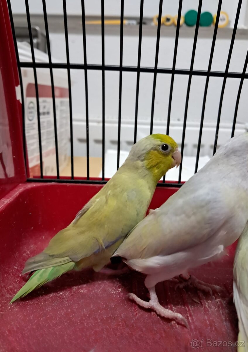 Papoušíček šedokřídlý - 2