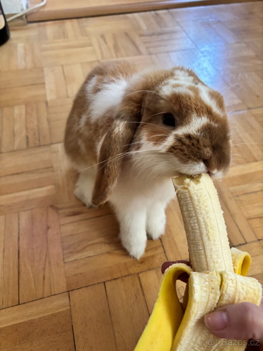 Králíček Beránek - 2