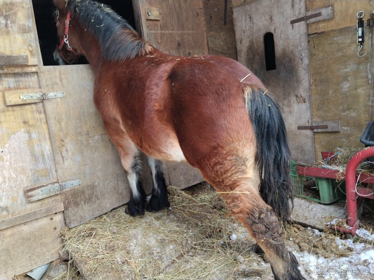 Predám mladú ťažnu kobylku - 2