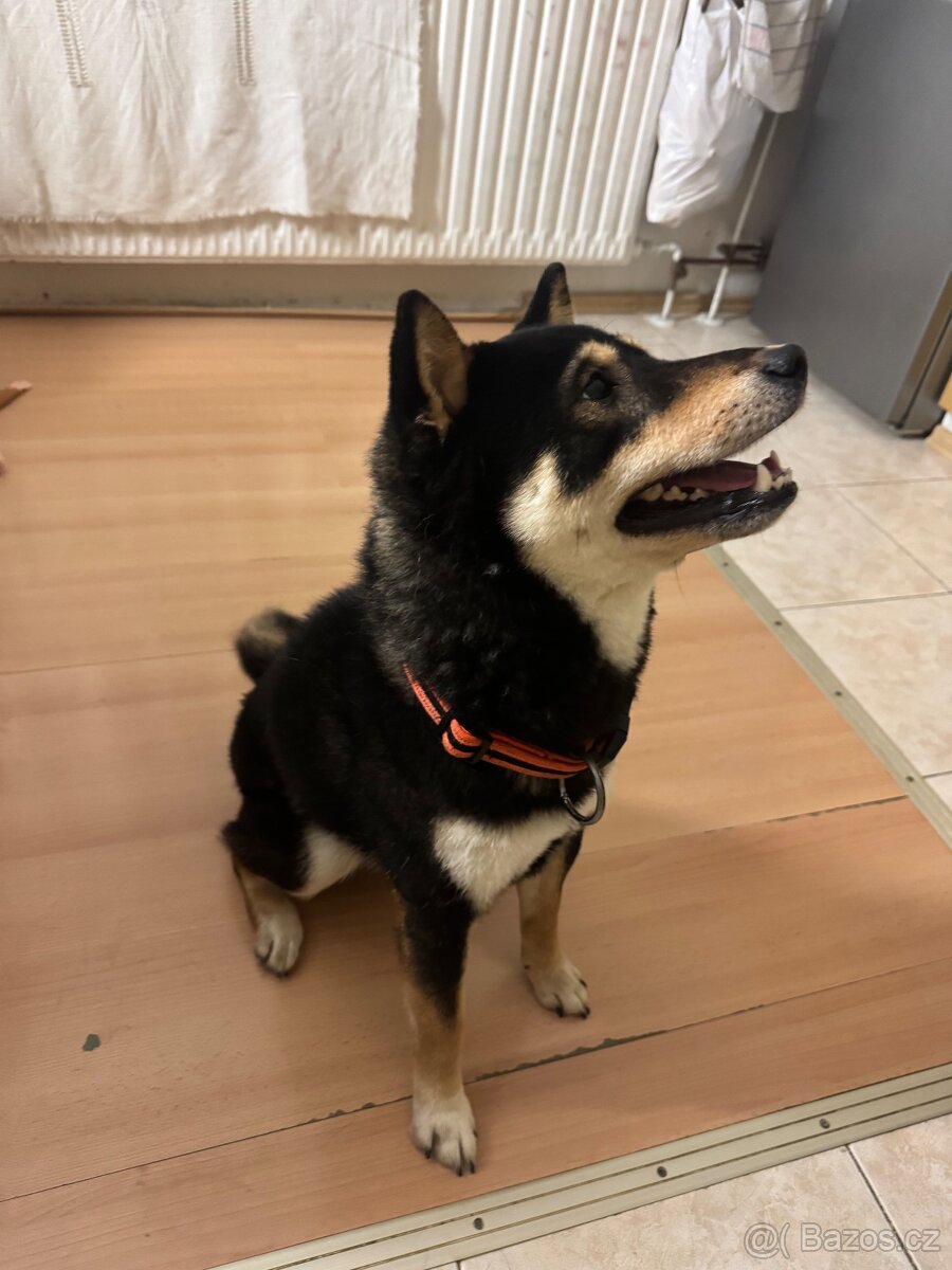 Do dobrých rukou - 2