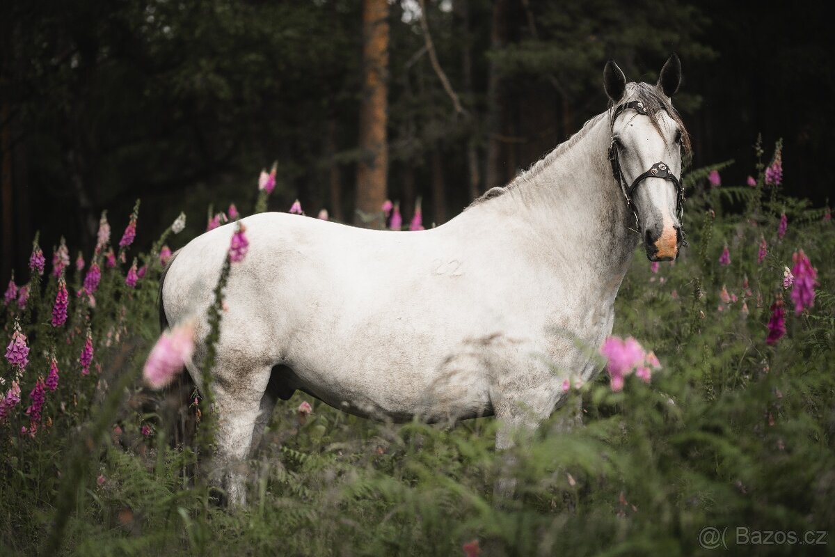 Starokladrubský valach na prodej - 2