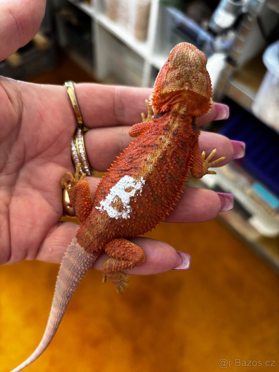 Agama vousata samicky - 2