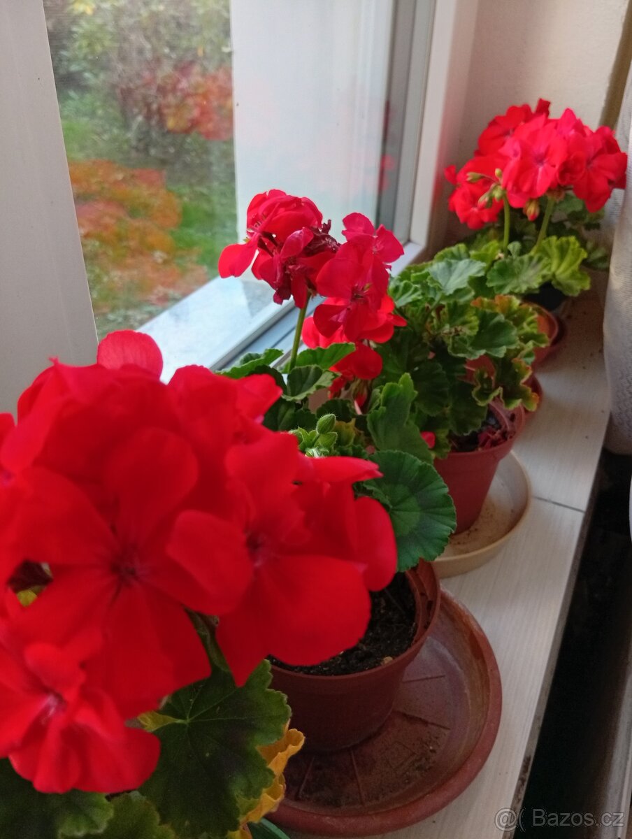 Sazenice rostlin - 2