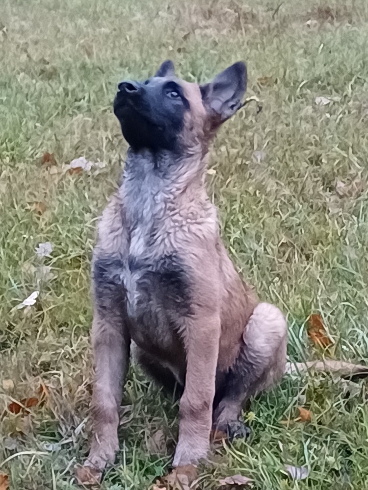 Prodám fenku s PP - 2