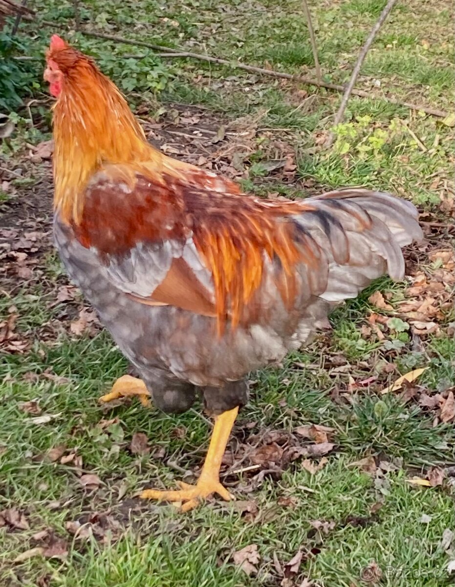 Prodáme kohouty - 2