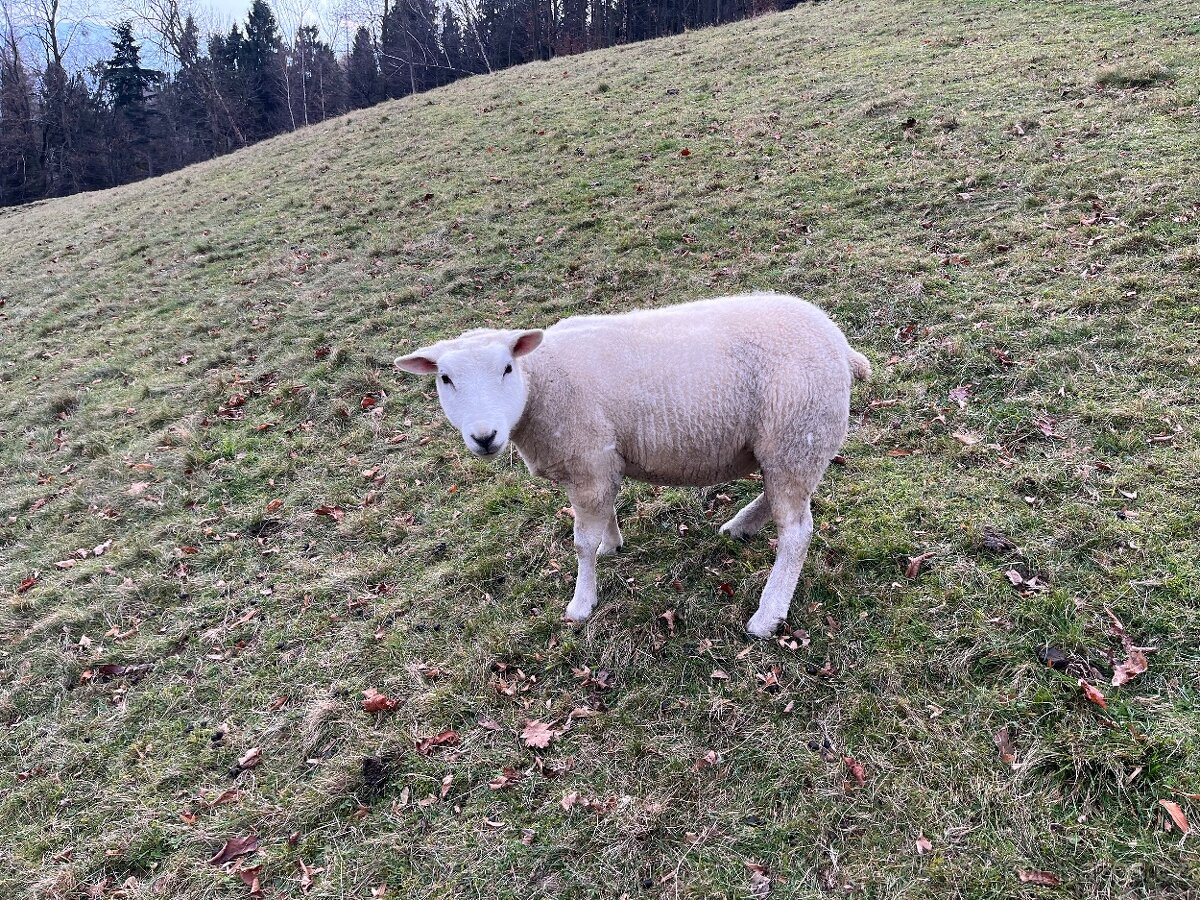 Prodám ovce - 2