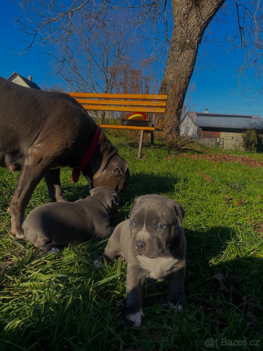 🐾 Americký staford – modrá štěňátka Bibi a Oli - 2