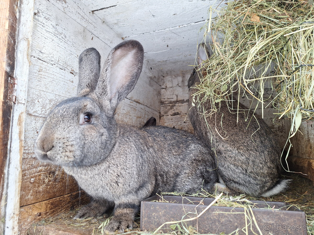 Prodám na chov samce a samice - masné plemeno - 2