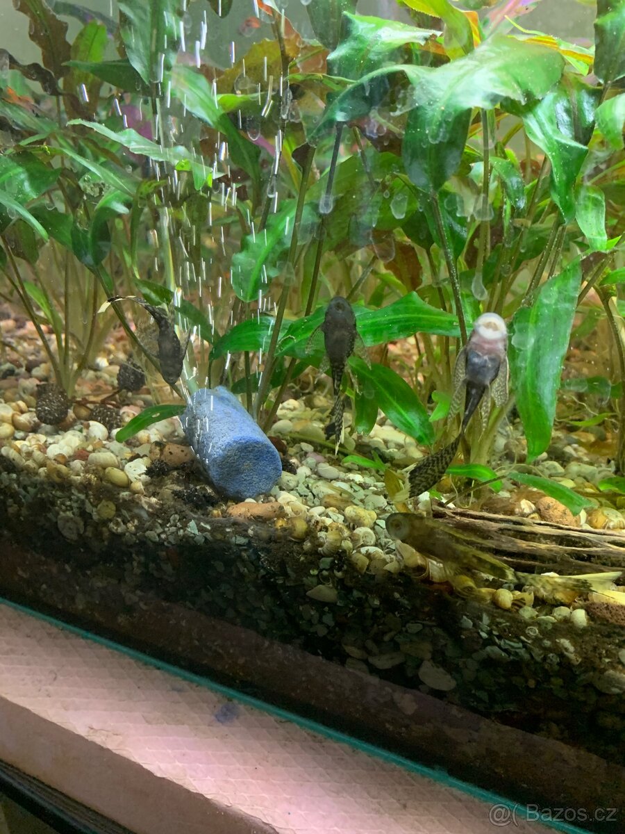 Ancistrus long fin - 2